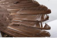 bird skin feather 0002